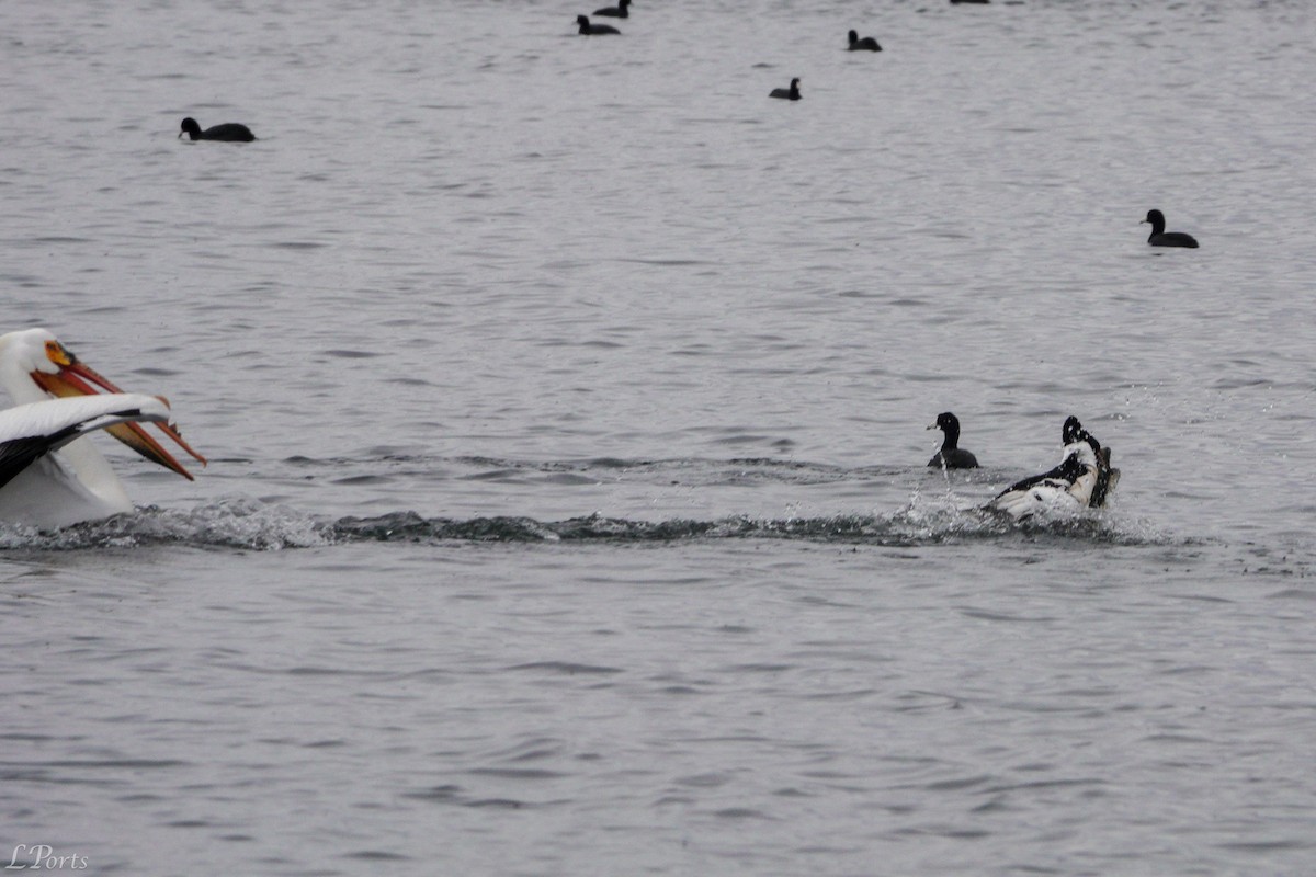 American White Pelican - Mark & Lois Ports