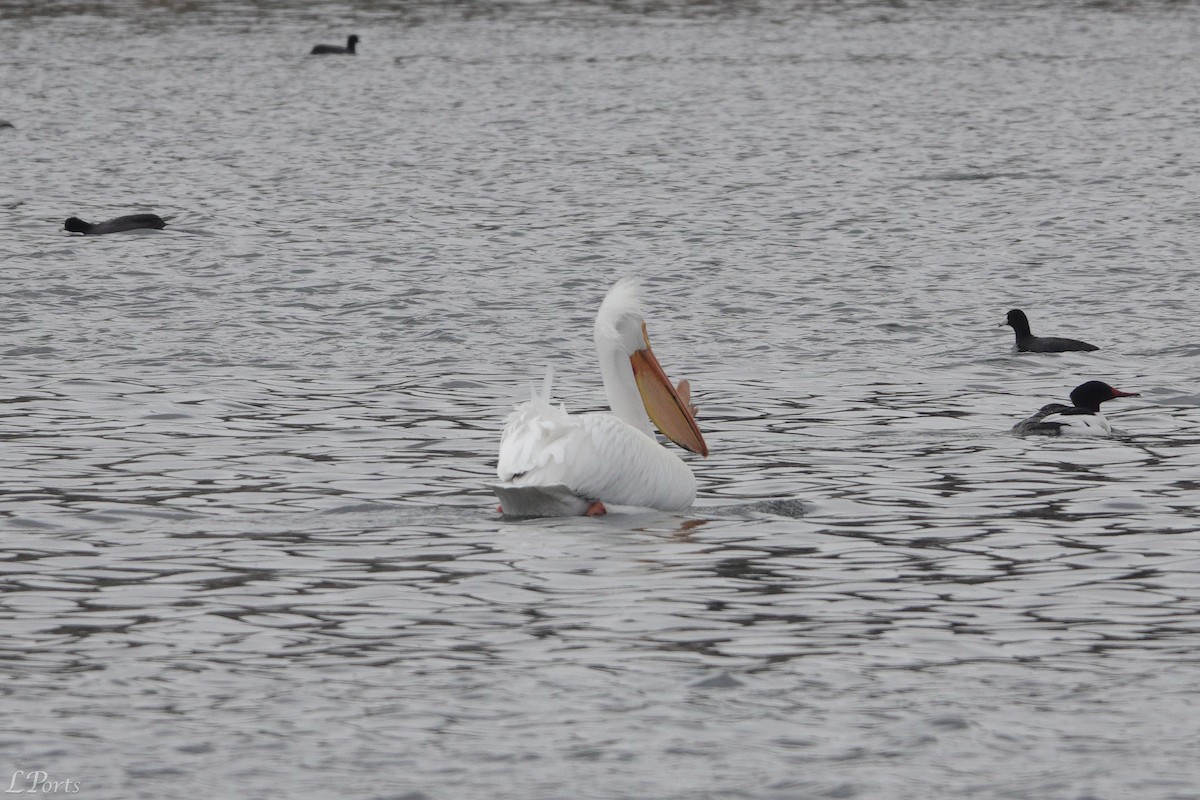 American White Pelican - ML620189422