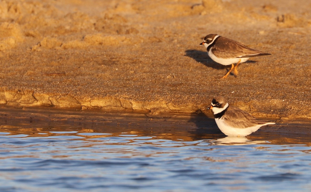 Semipalmated Plover - ML620189423