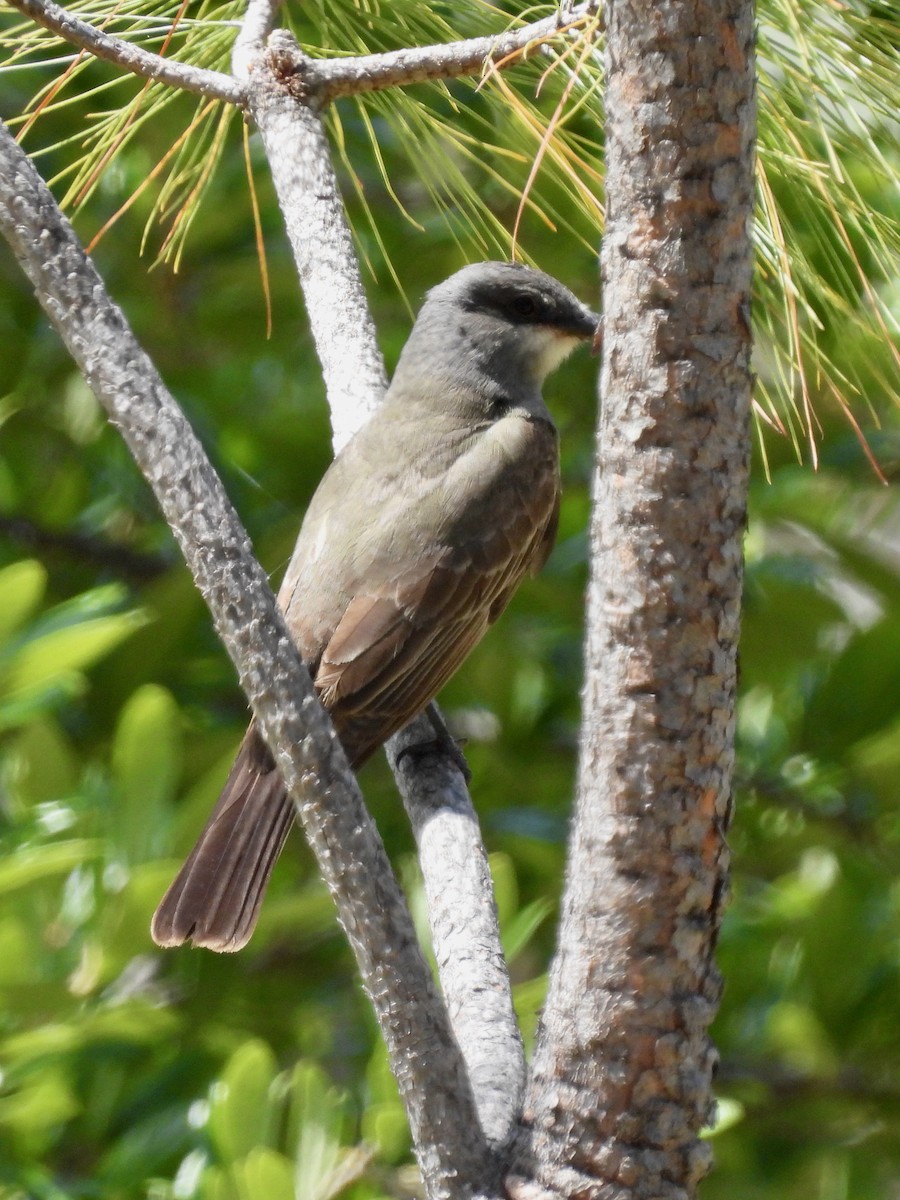 Cassin's Kingbird - ML620189425