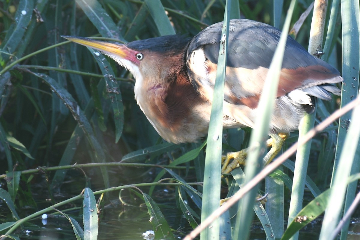 Least Bittern - ML620189429