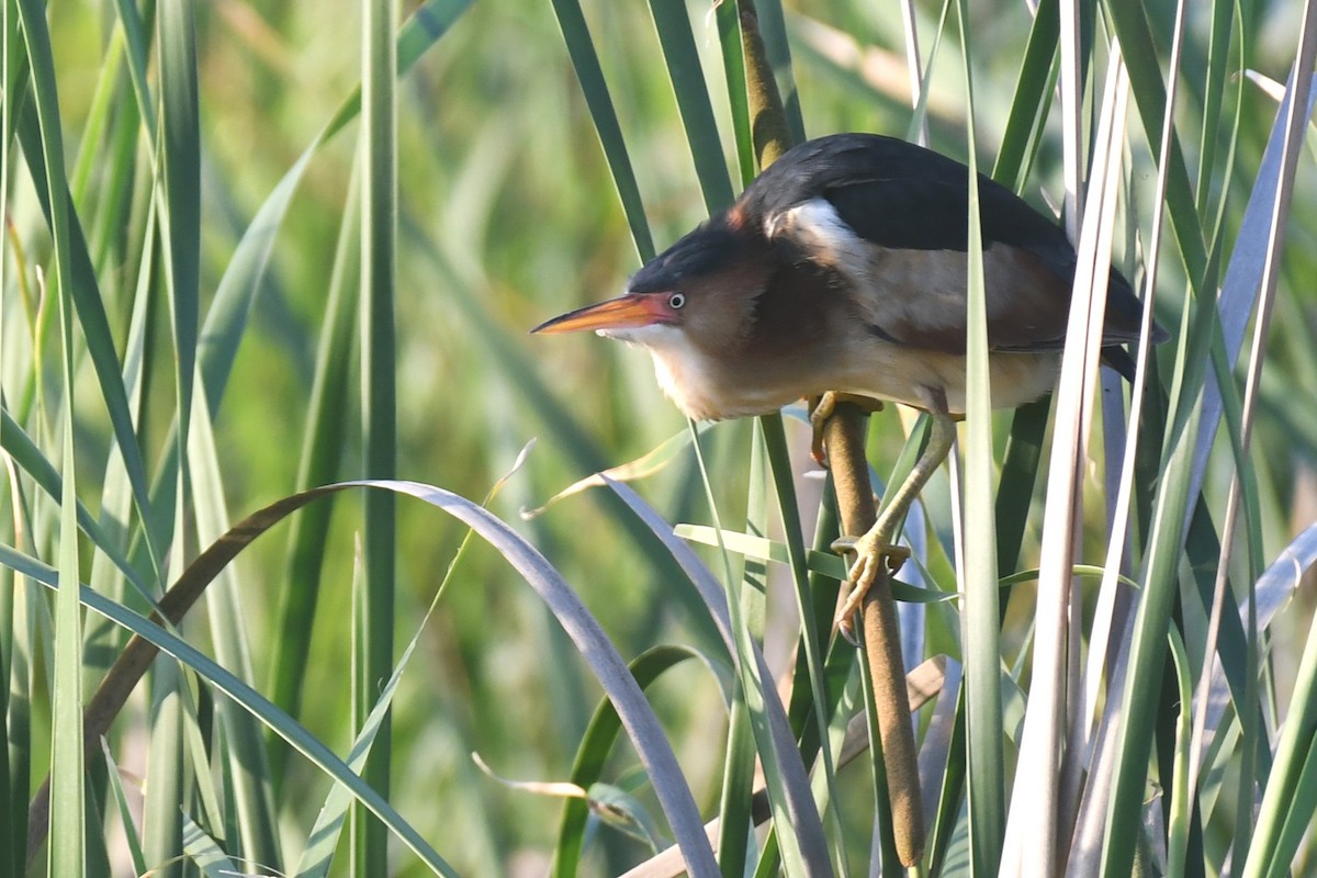 Least Bittern - ML620189432