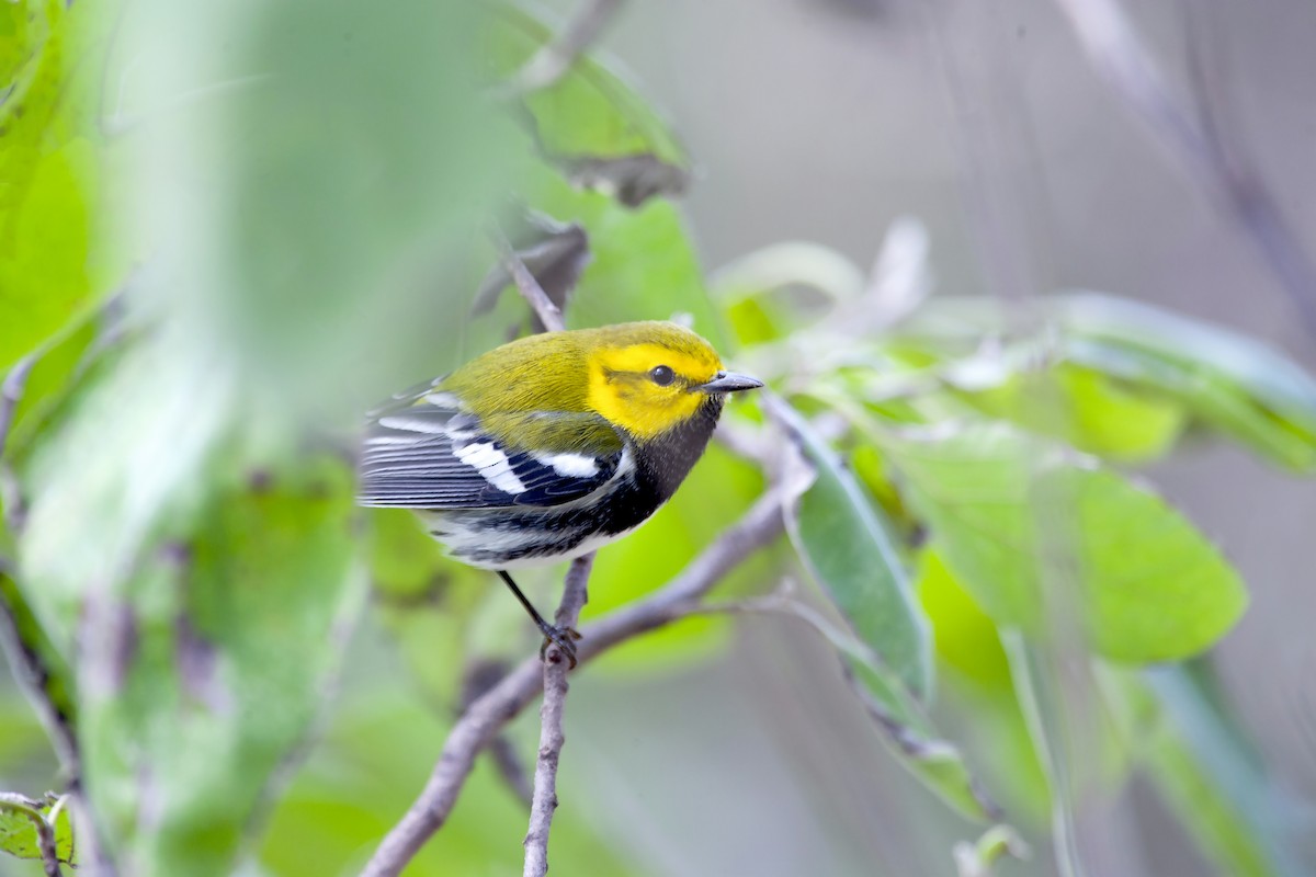 Grünmantel-Waldsänger - ML620189447