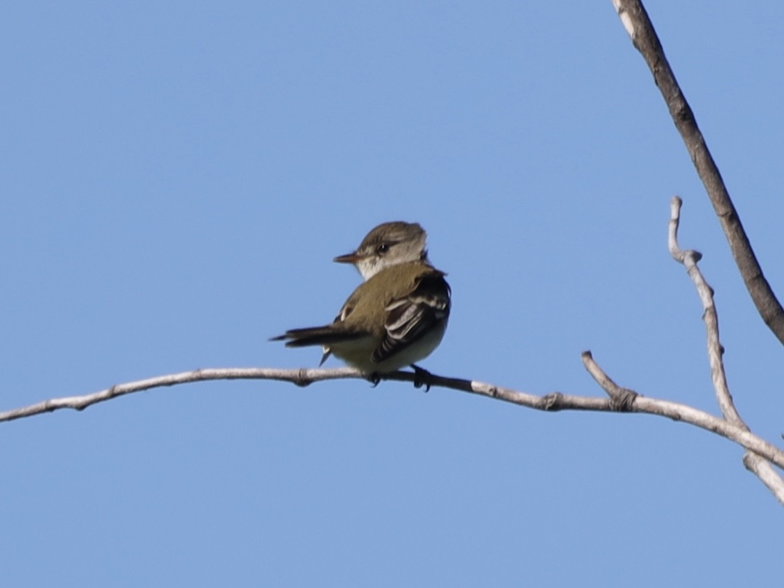 Alder/Willow Flycatcher (Traill's Flycatcher) - ML620189450