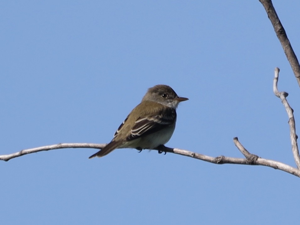 Alder/Willow Flycatcher (Traill's Flycatcher) - ML620189451