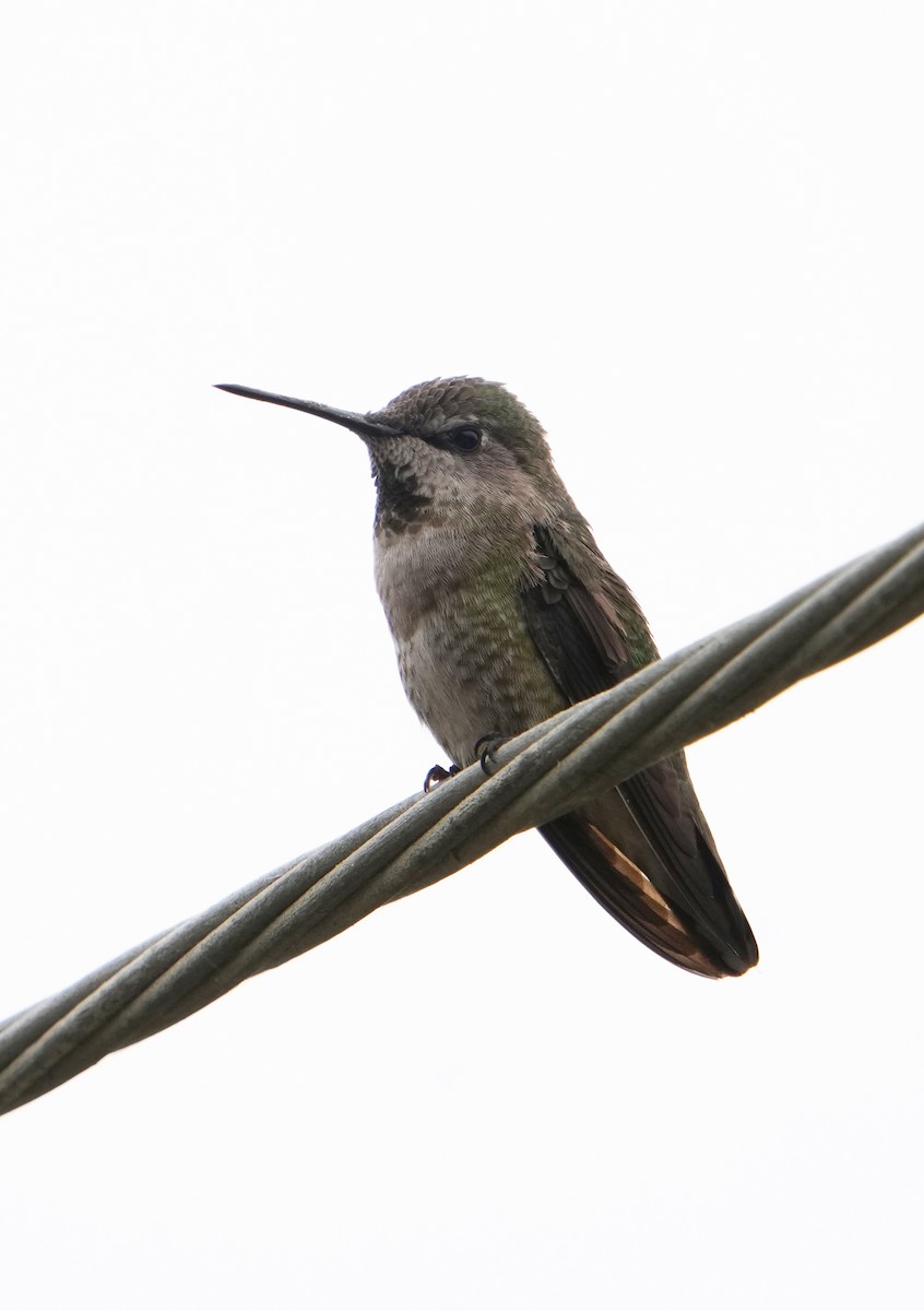 Anna's Hummingbird - ML620189460