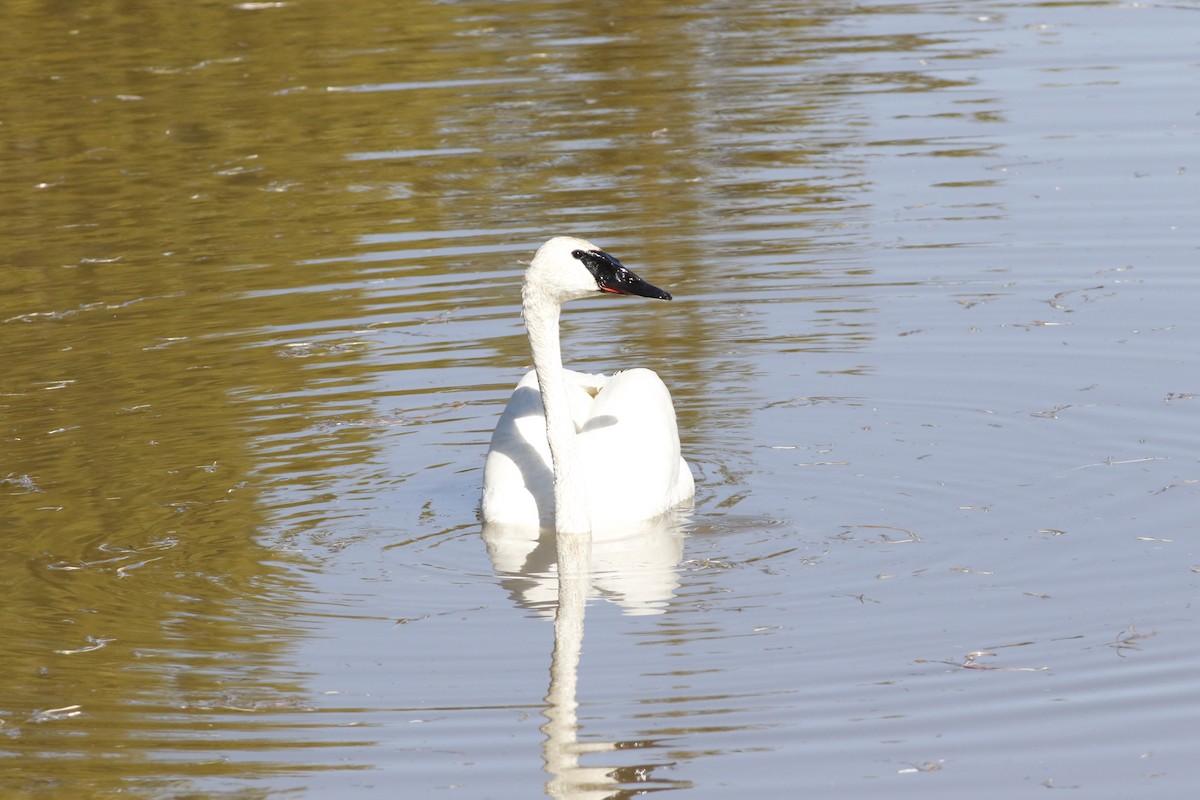 Trumpeter Swan - ML620189465