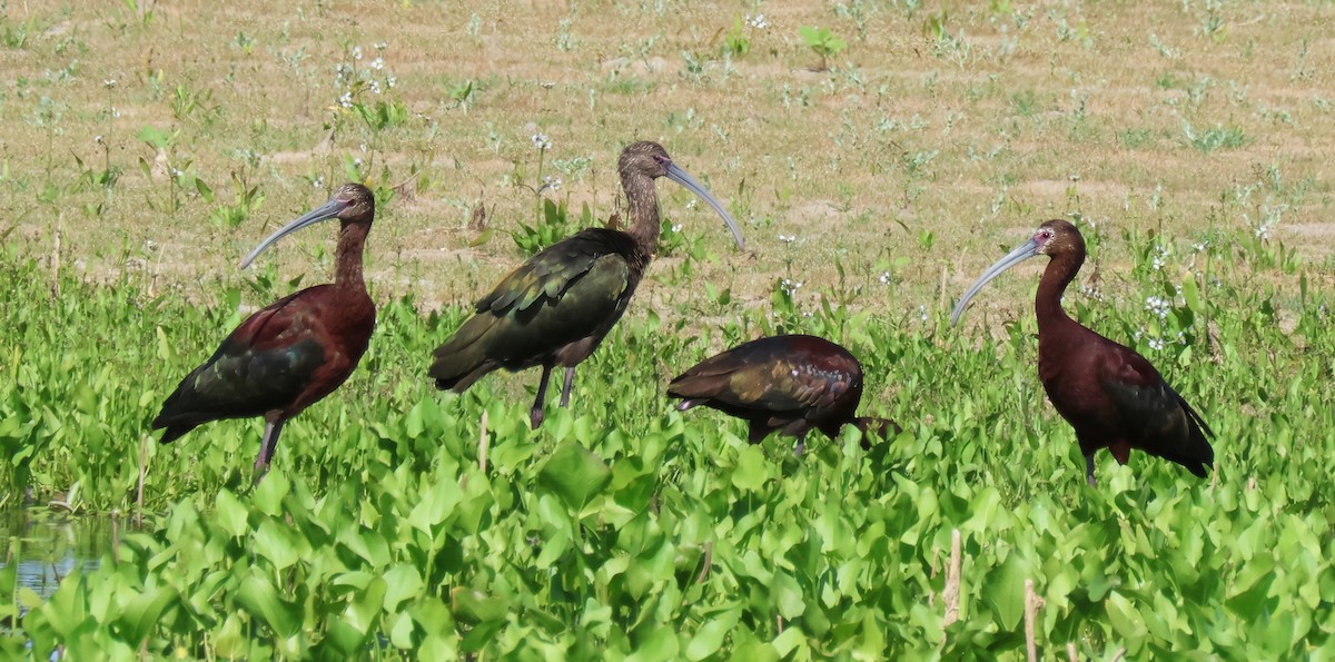 White-faced Ibis - ML620189466