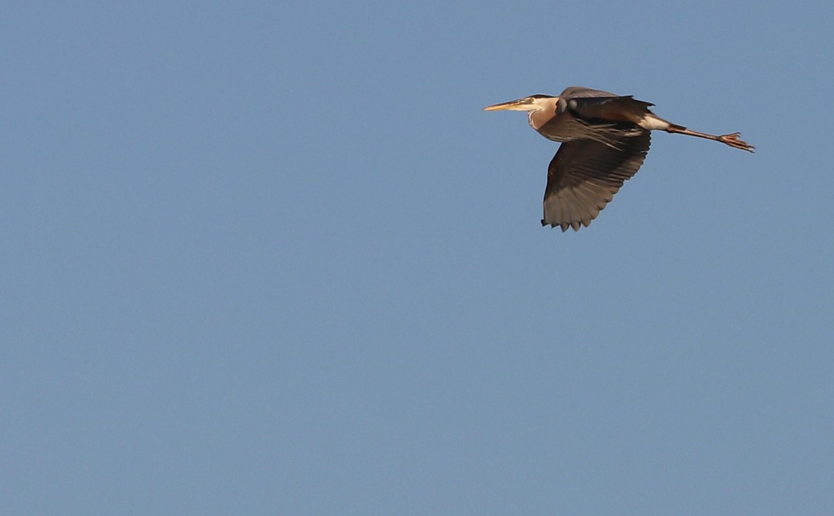 Great Blue Heron (Great Blue) - ML620189469