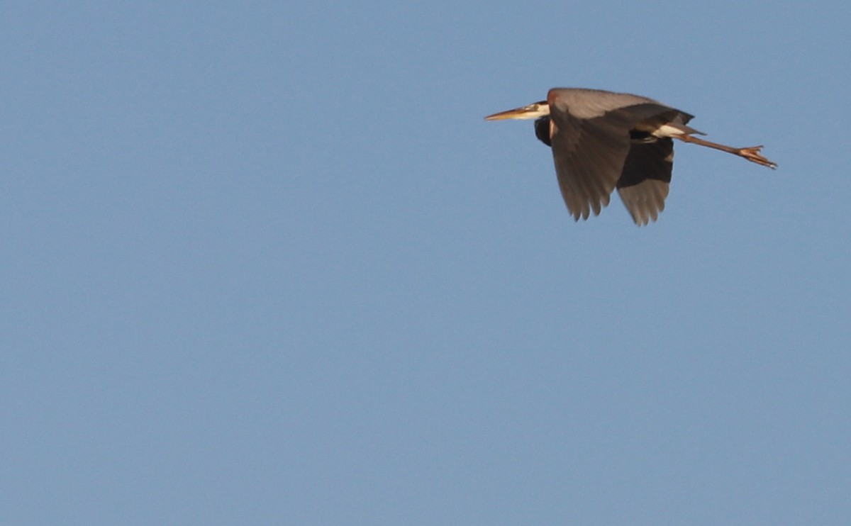 Great Blue Heron (Great Blue) - ML620189472