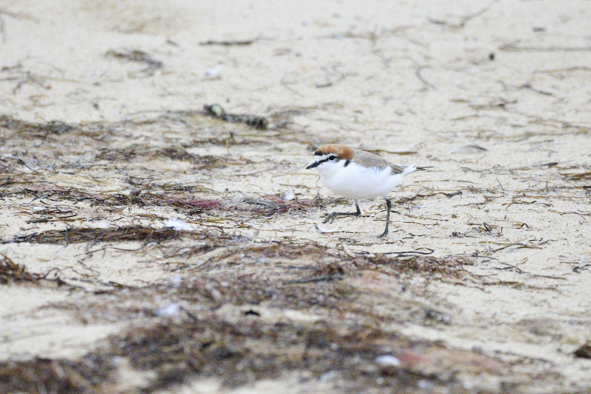 Red-capped Plover - ML620189473
