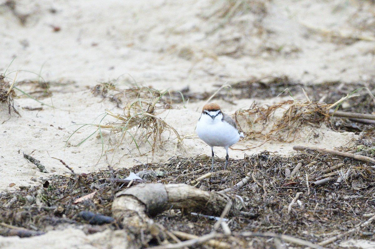 Red-capped Plover - ML620189475