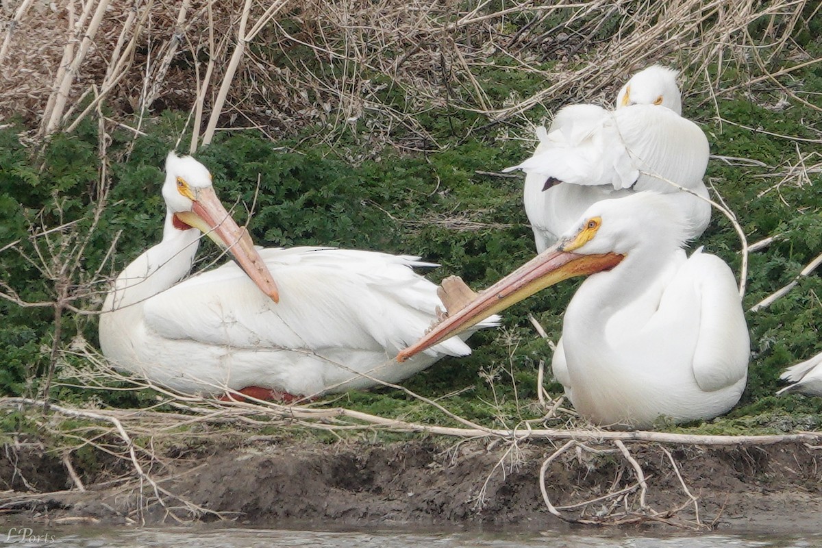 American White Pelican - ML620189479