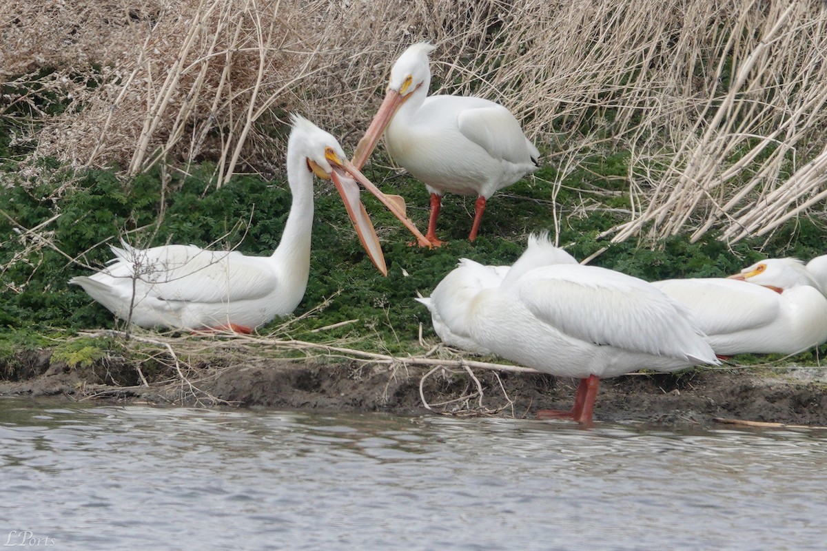 American White Pelican - ML620189480