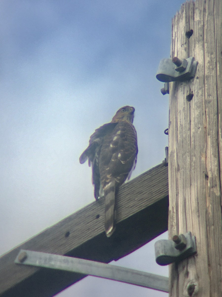 Cooper's Hawk - ML620189483