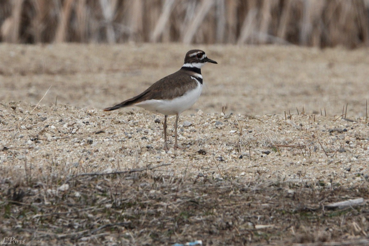 Killdeer - ML620189485