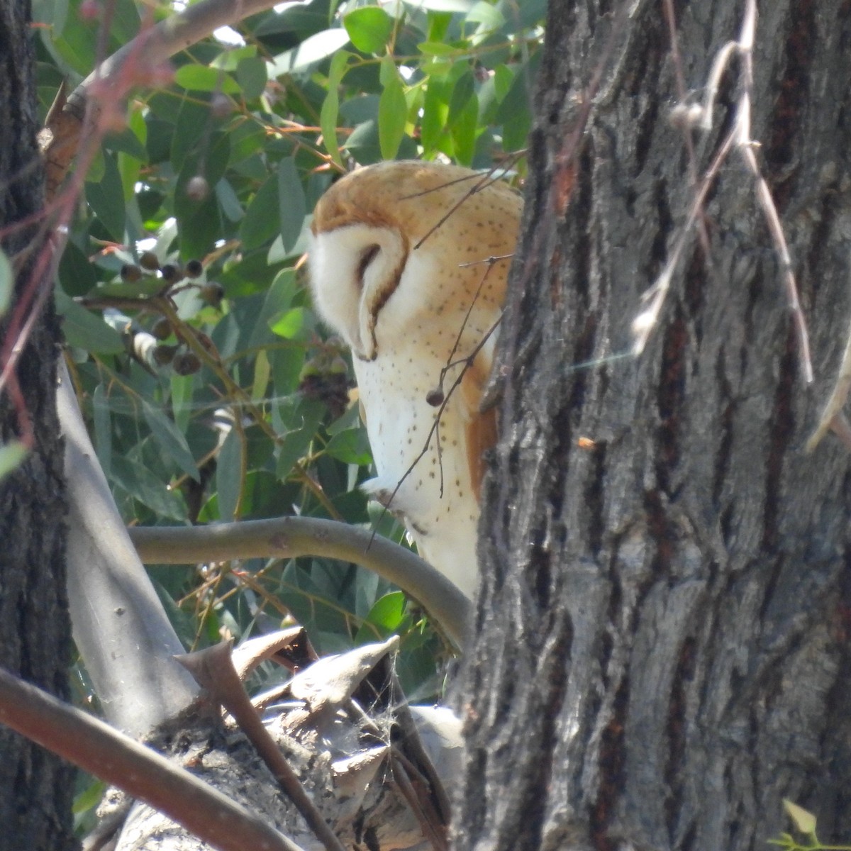 Barn Owl - ML620189486