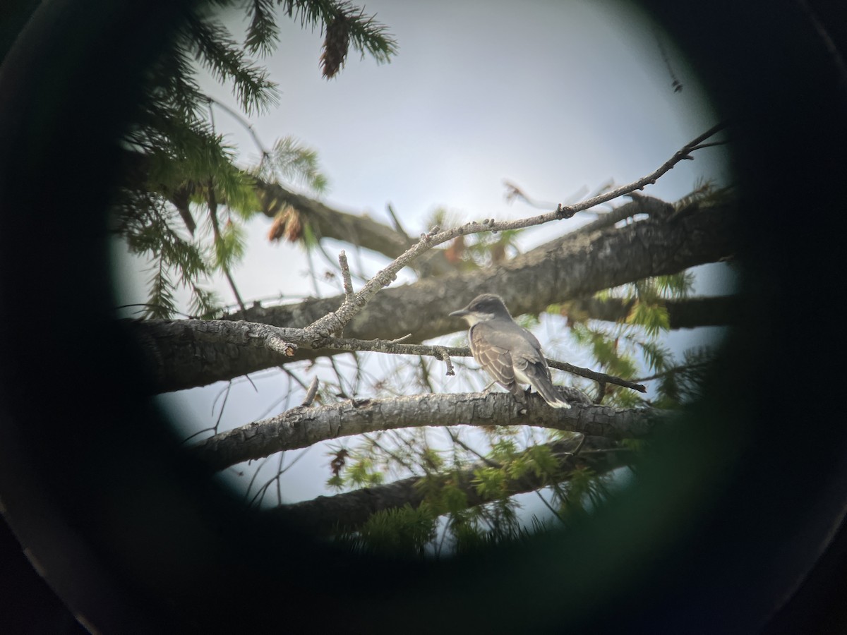 Eastern Kingbird - ML620189492