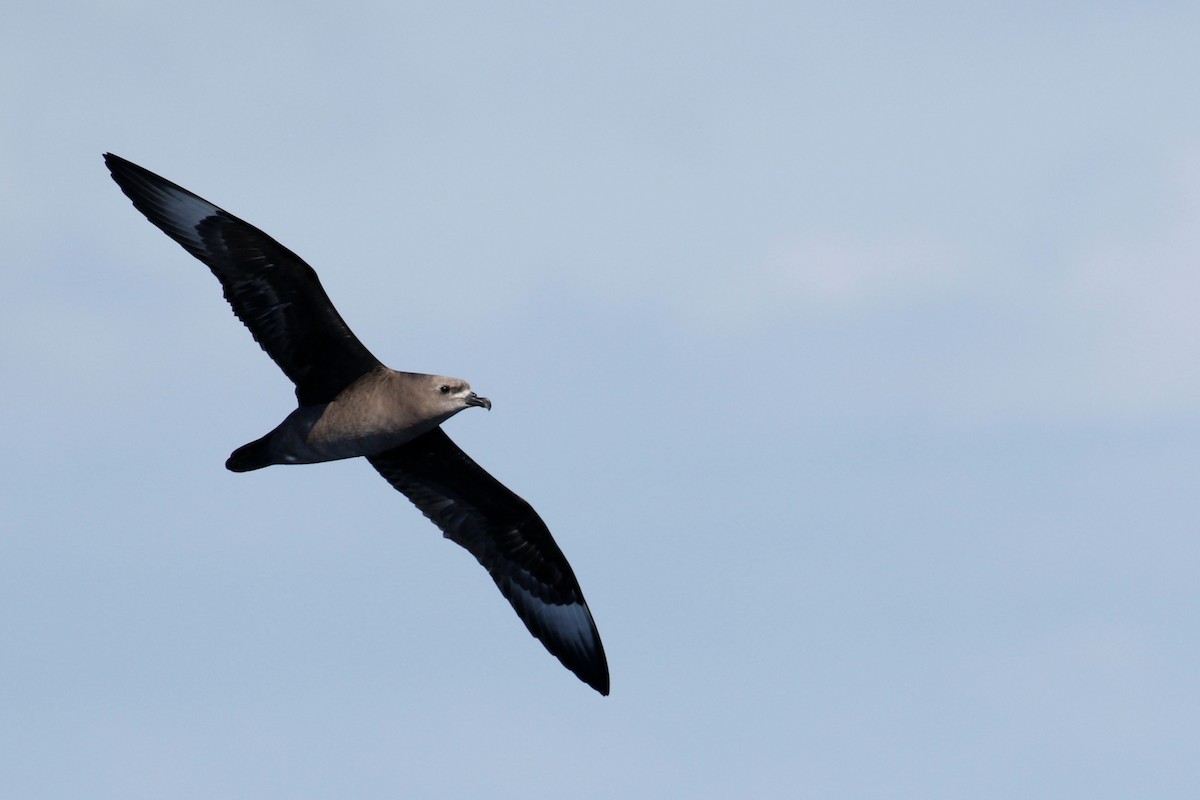 Kermadec Petrel - ML620189493