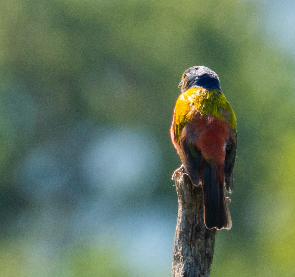 Painted Bunting - Rachel Zierzow