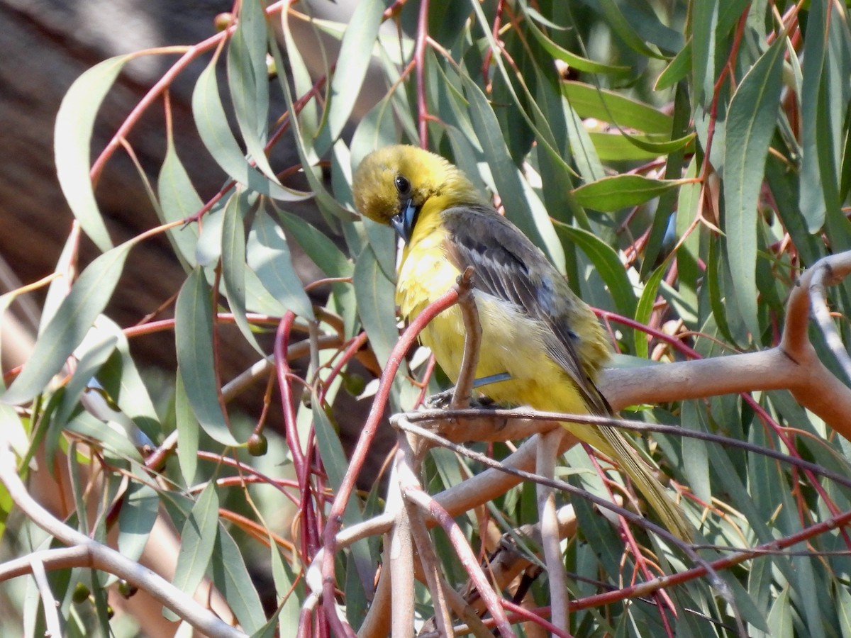 Hooded Oriole - ML620189499