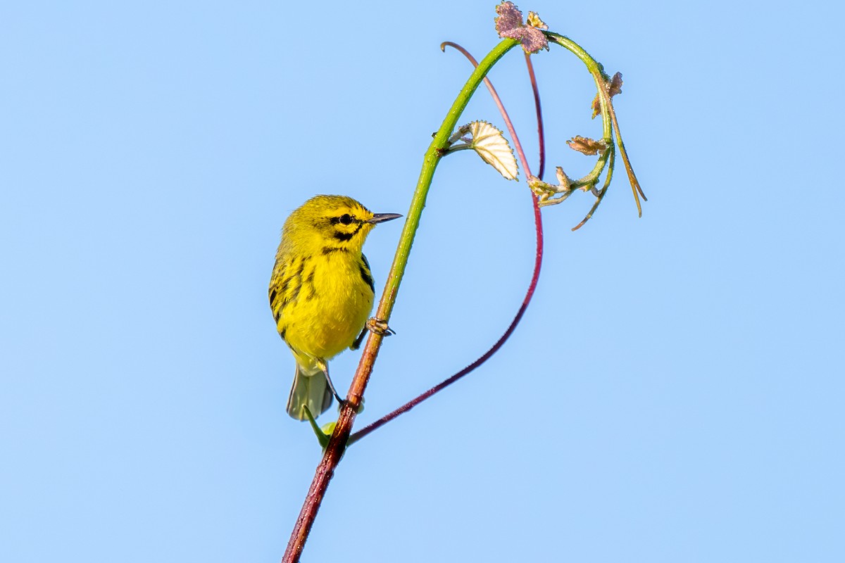 Prairie Warbler - ML620189500