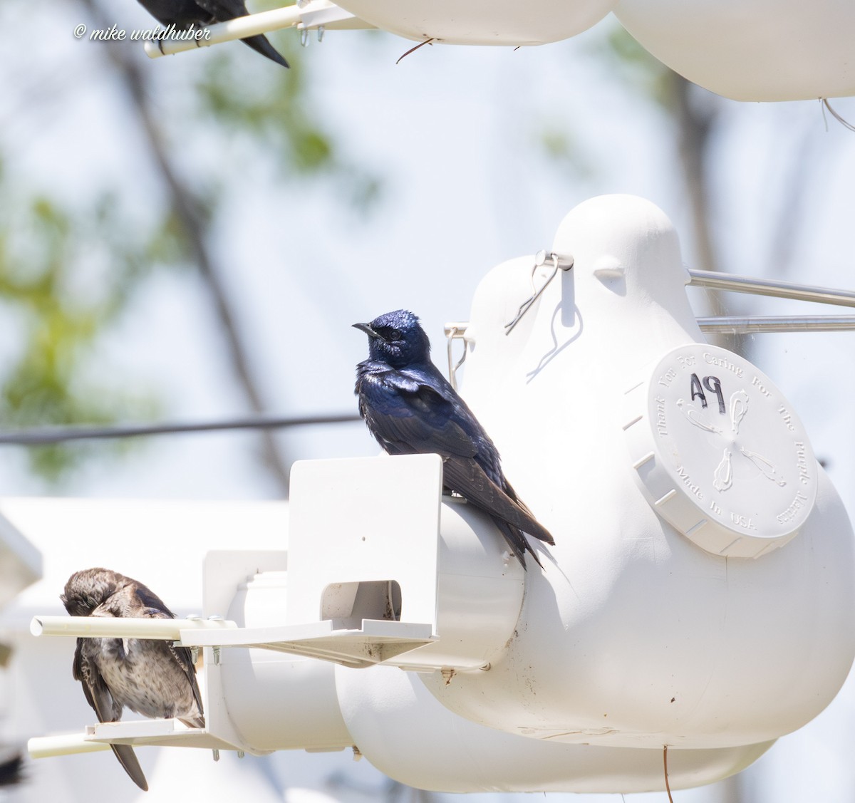 Purple Martin - ML620189506