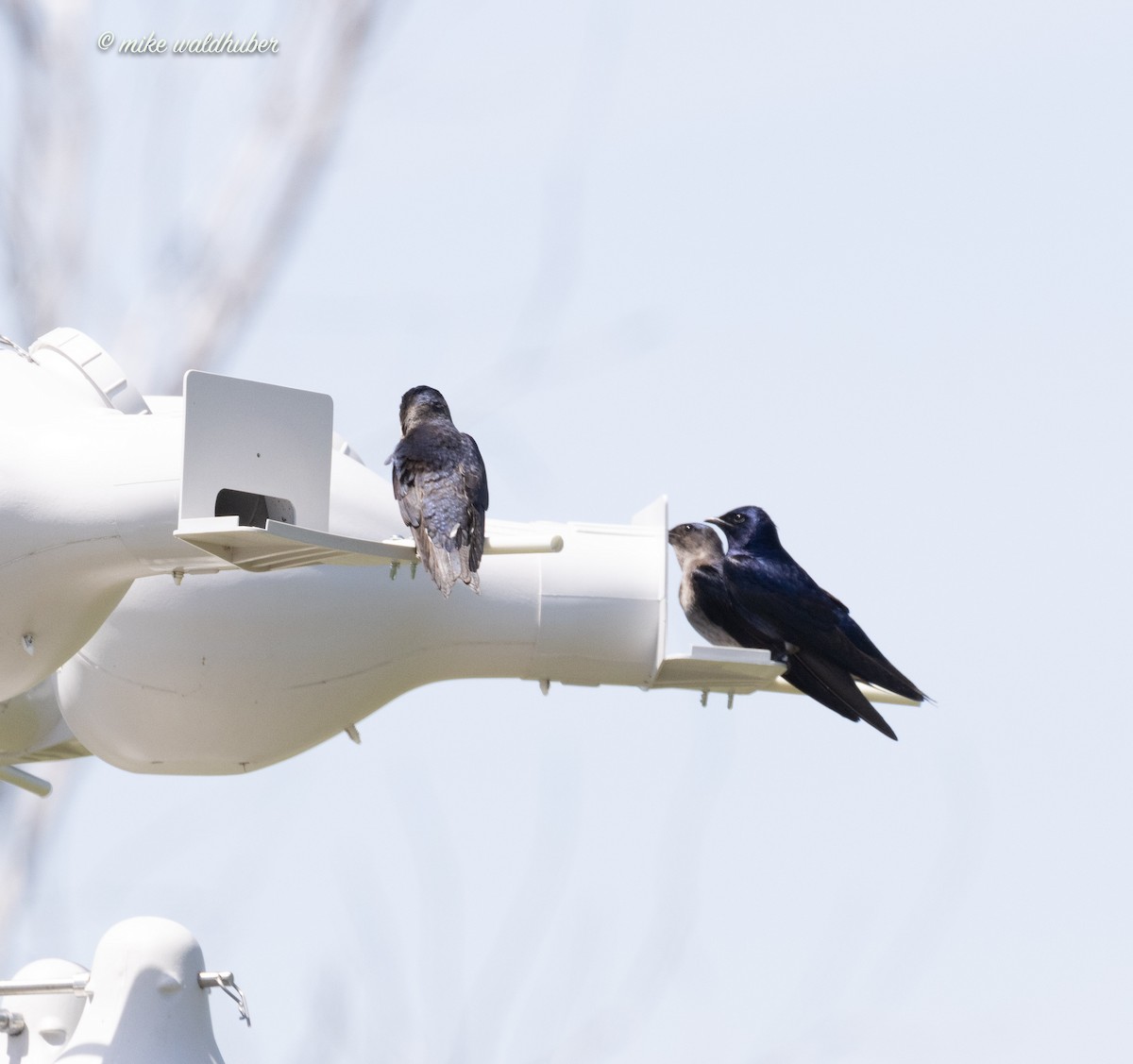 Purple Martin - ML620189507