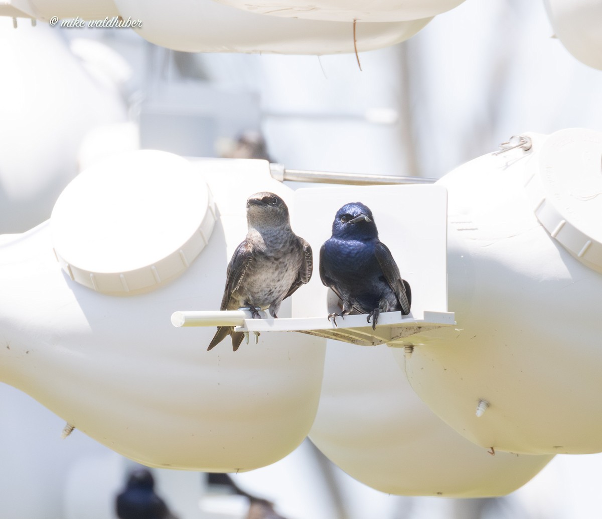 Purple Martin - ML620189509