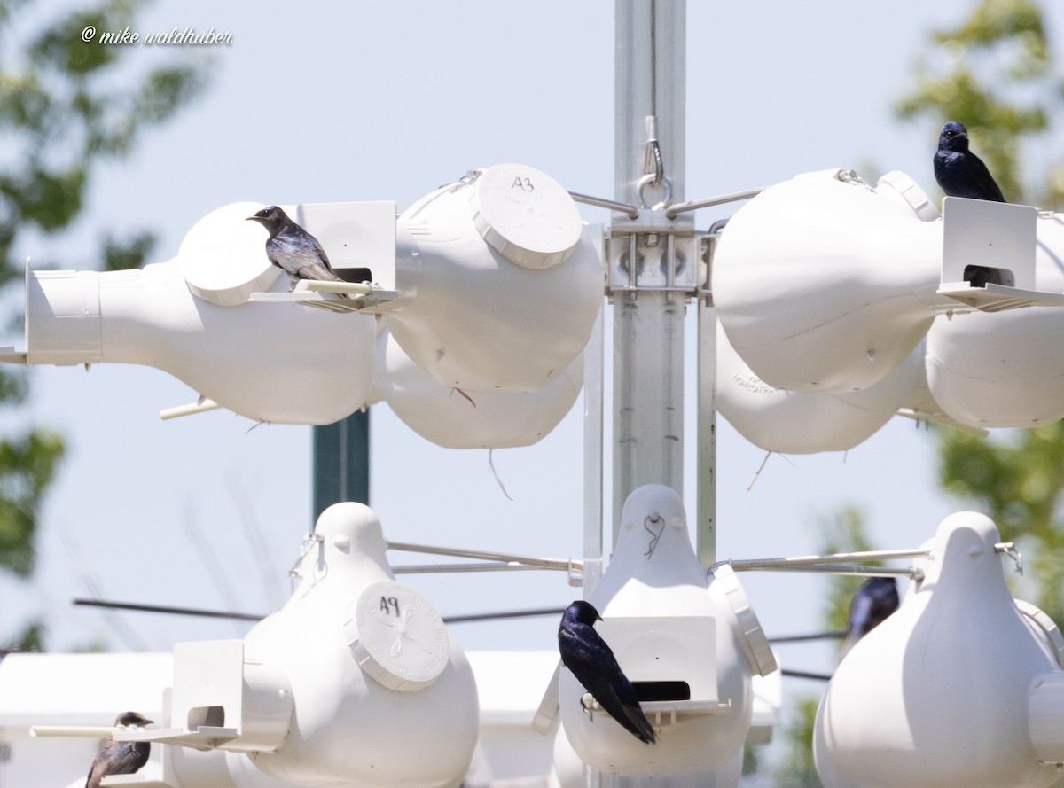 Purple Martin - ML620189513