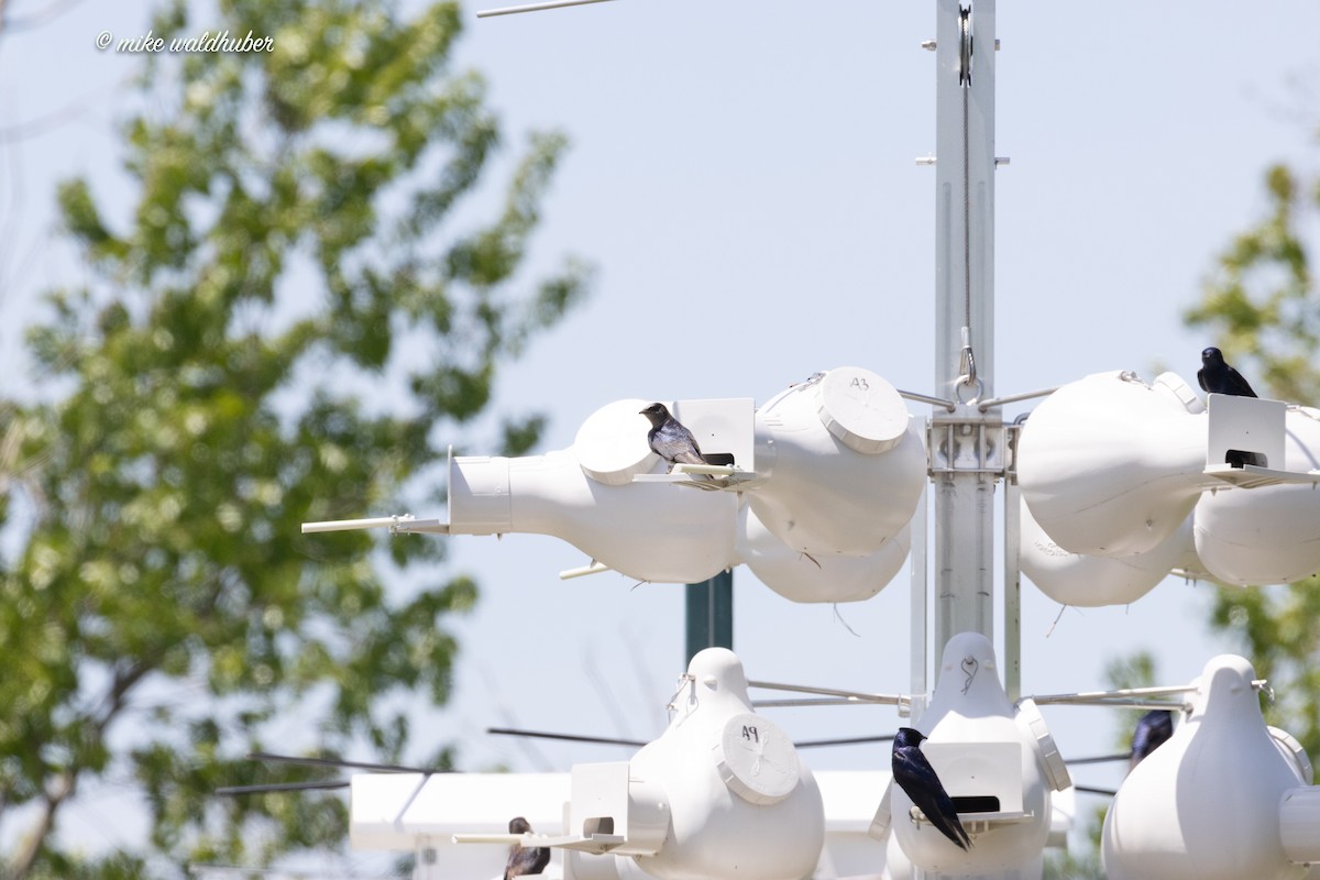 Purple Martin - ML620189520