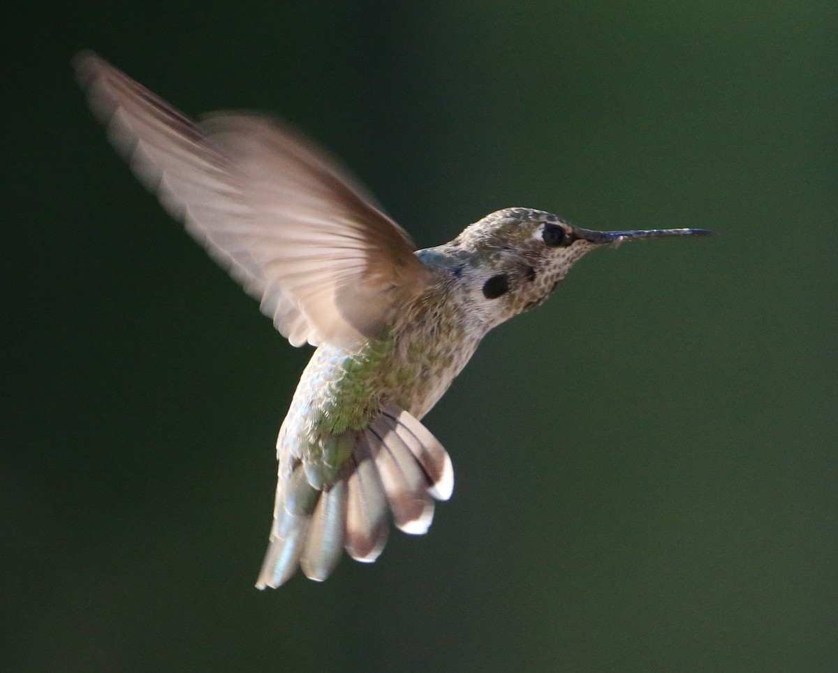 hummingbird sp. - ML620189529