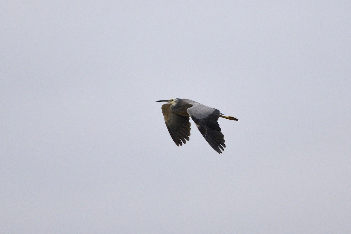 White-faced Heron - ML620189535