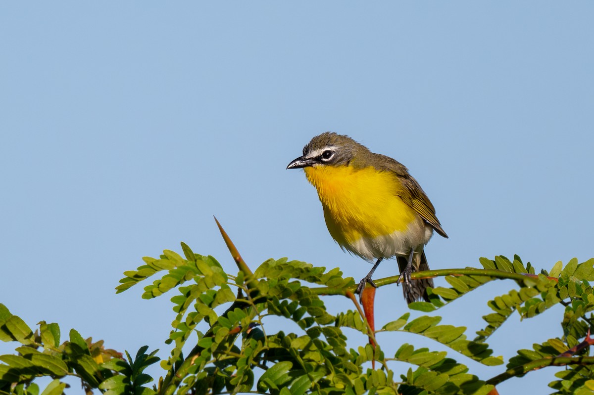 Yellow-breasted Chat - ML620189546