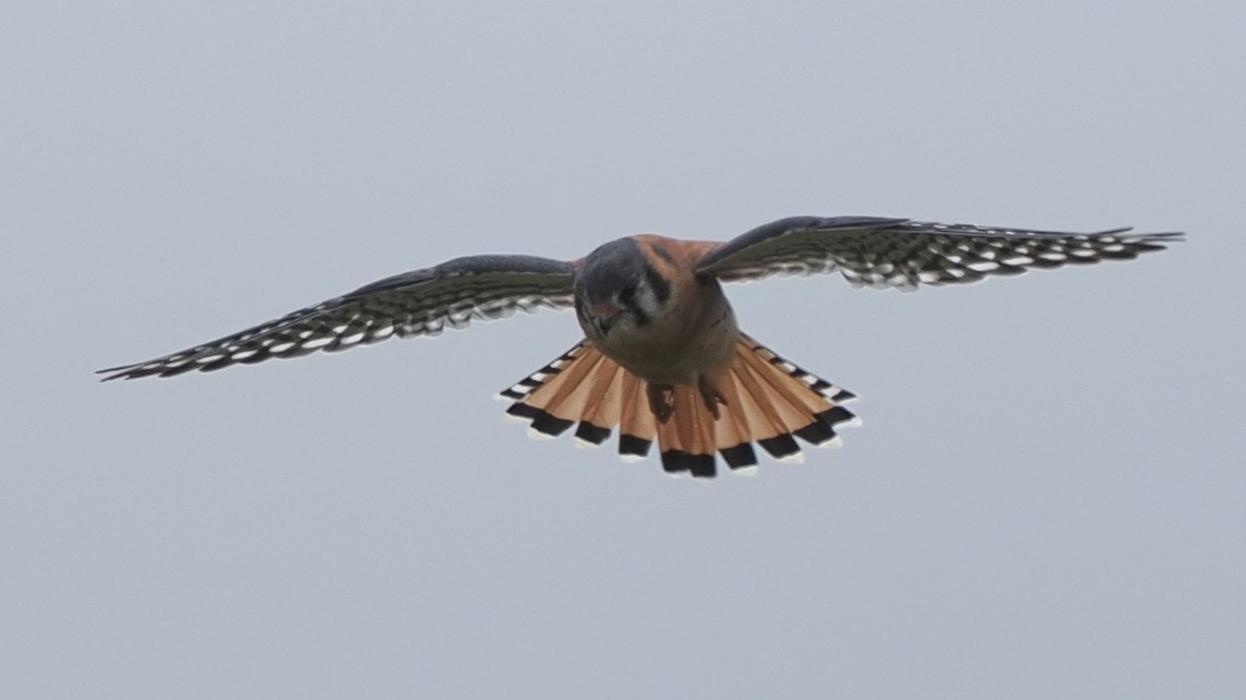 American Kestrel - ML620189547