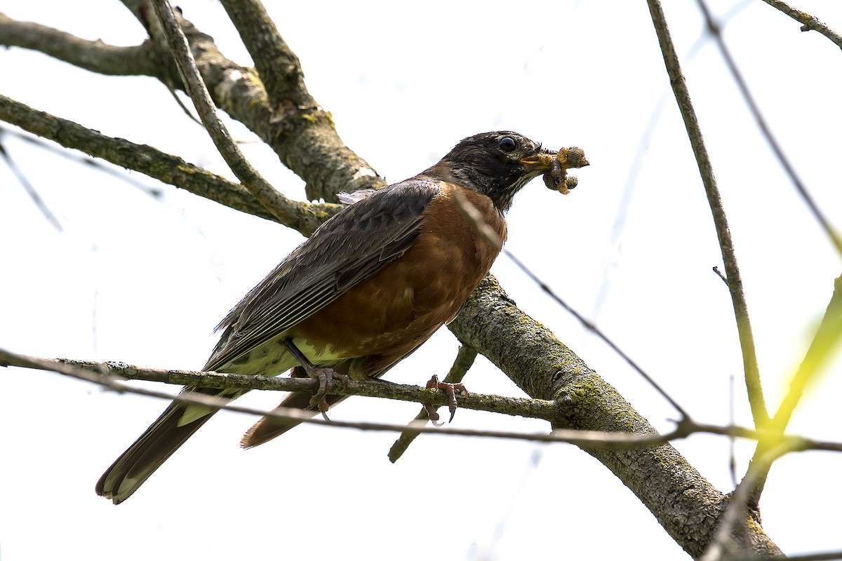 American Robin - ML620189551