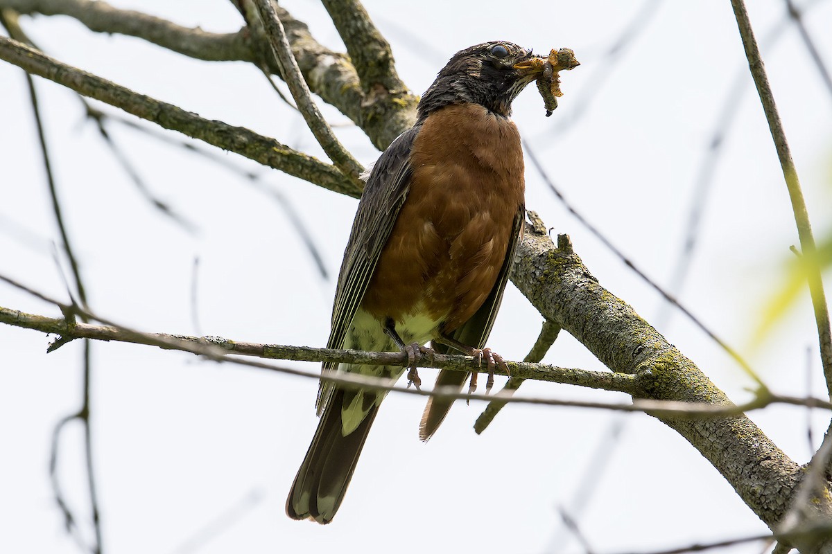 American Robin - ML620189552