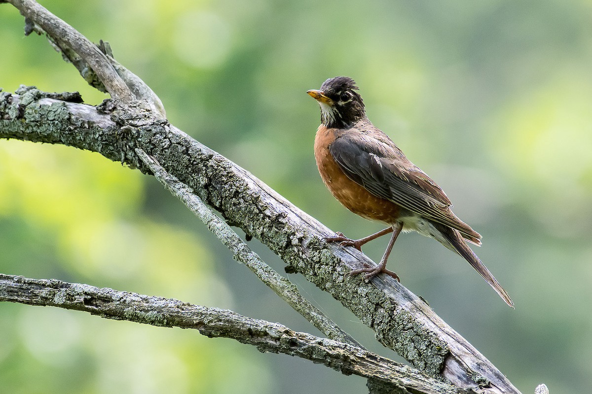 American Robin - ML620189553