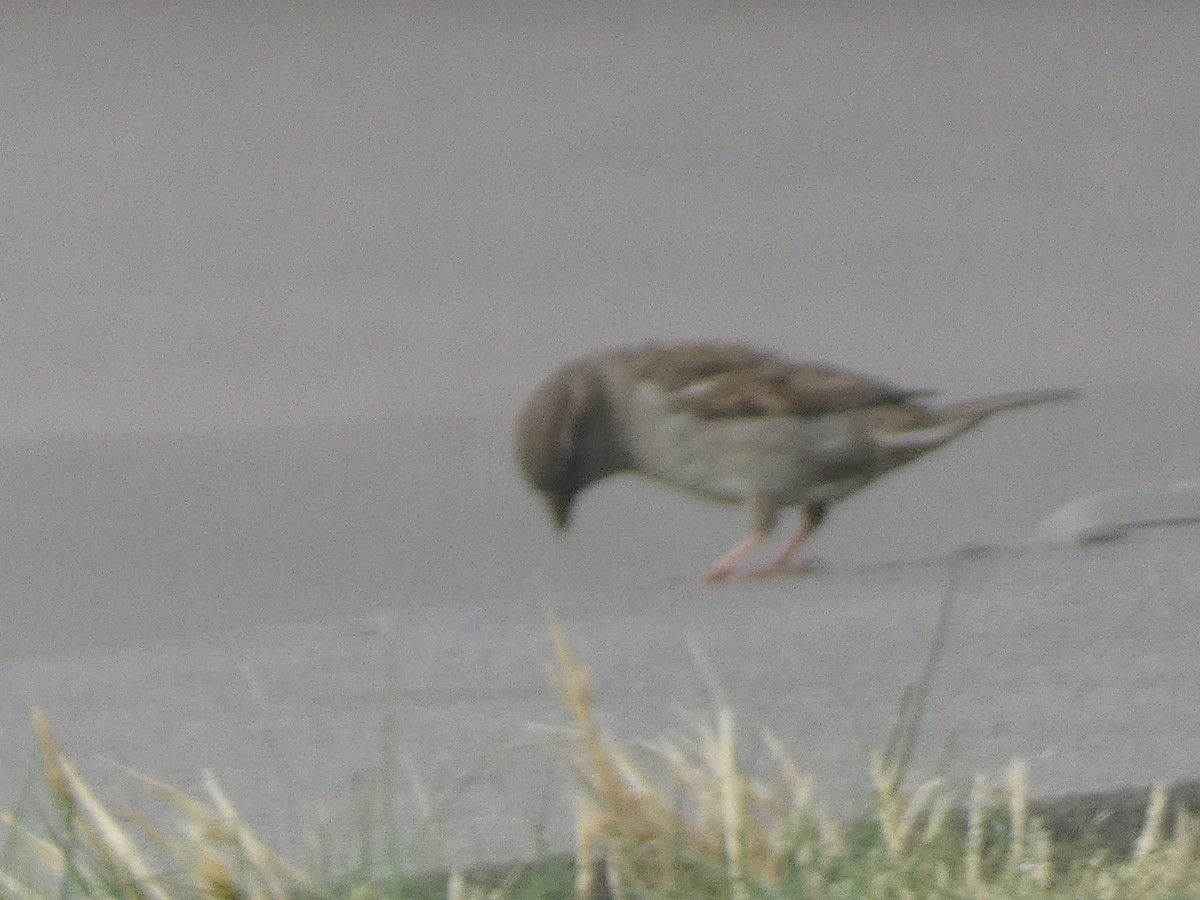 House Sparrow - ML620189557