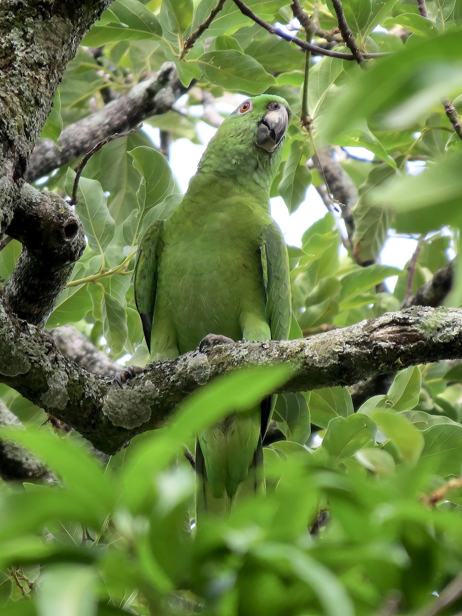 Yellow-naped Parrot - Kenneth Weaver