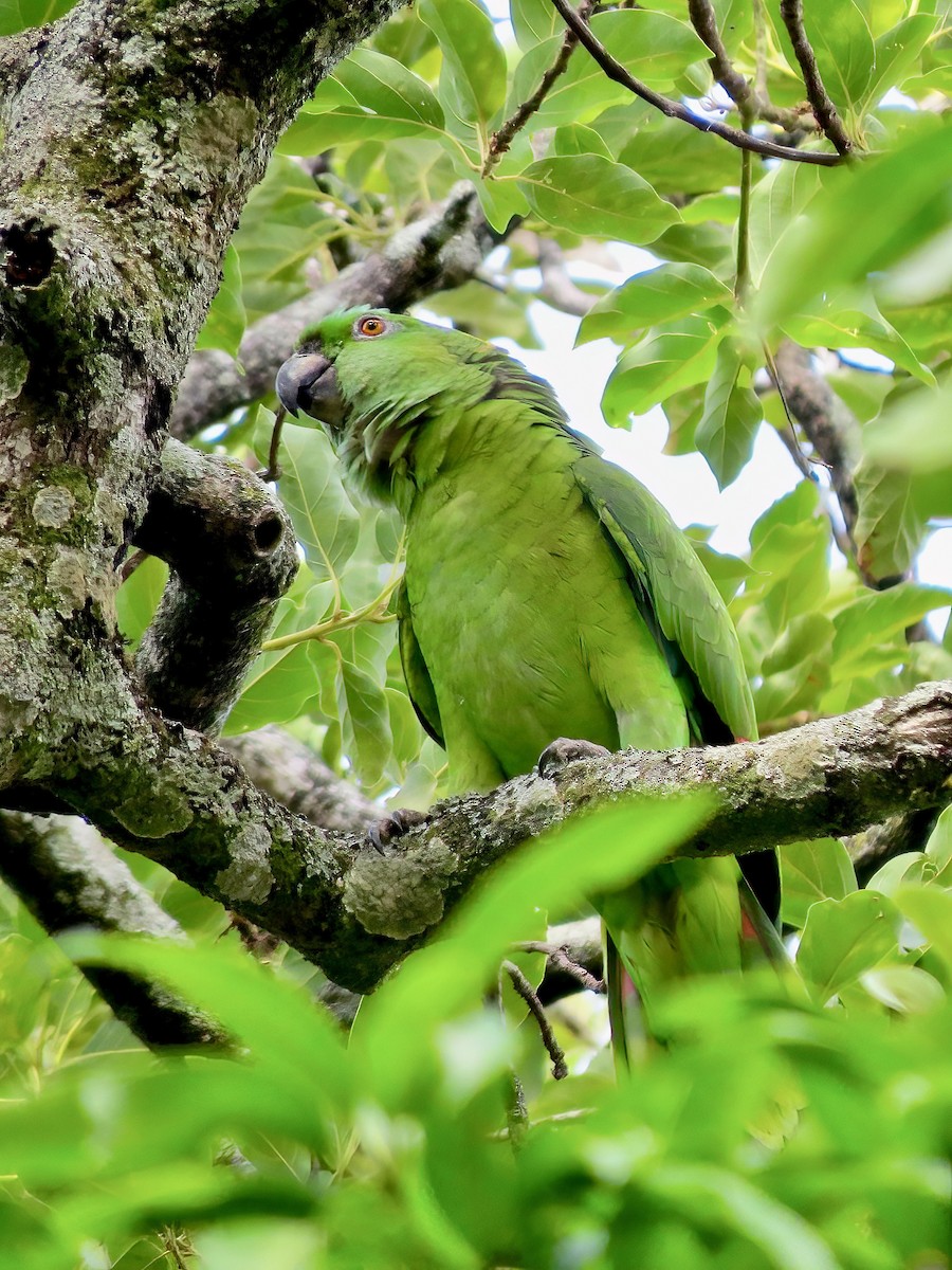 キエリボウシインコ - ML620189571