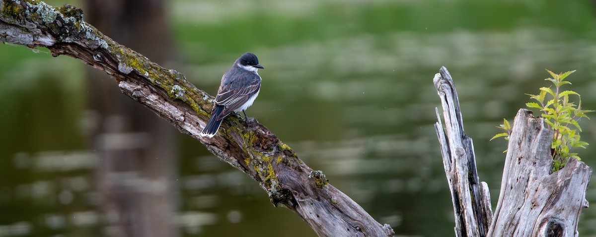 Schieferrücken-Königstyrann - ML620189574