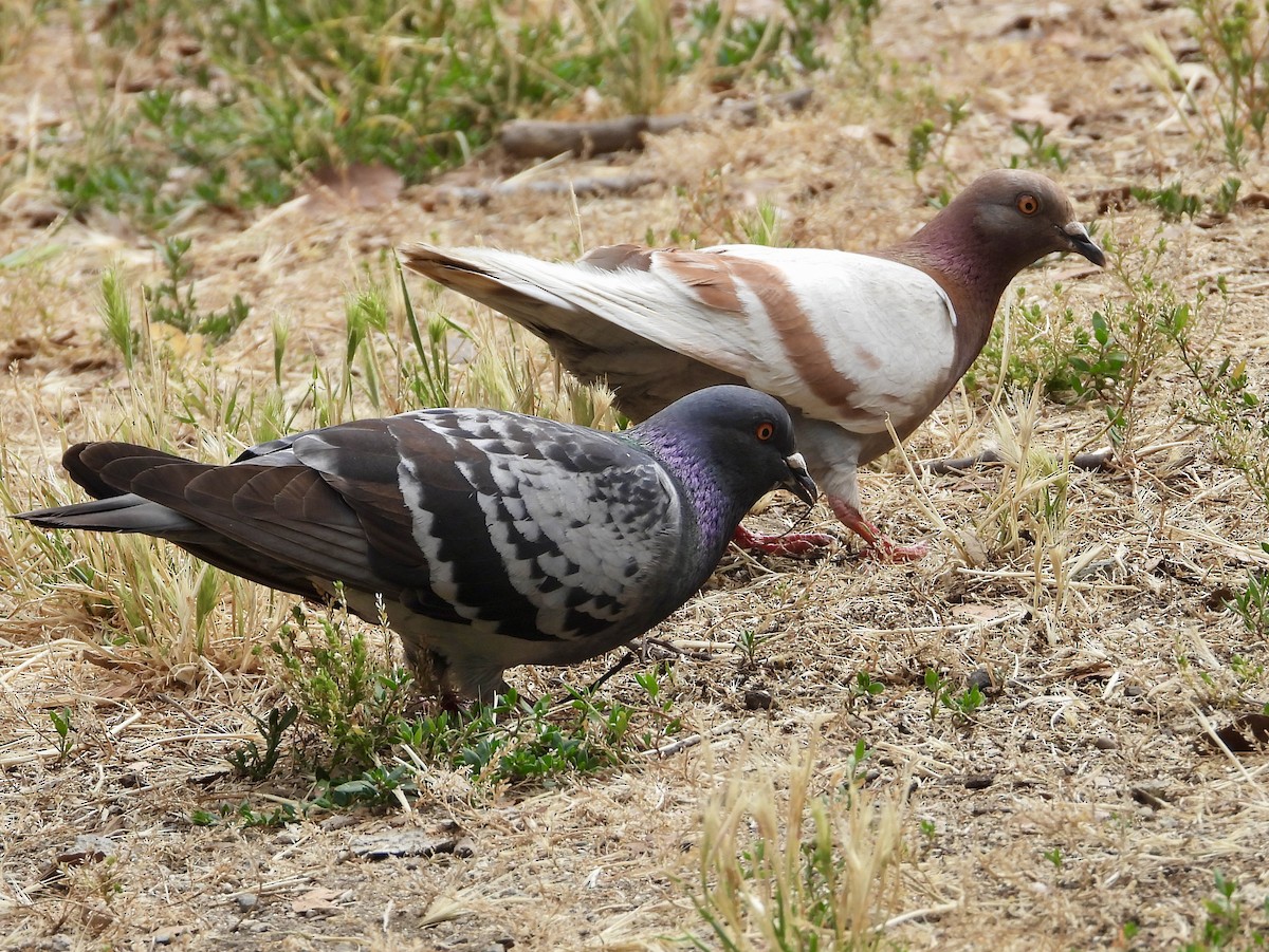 Rock Pigeon (Feral Pigeon) - ML620189575