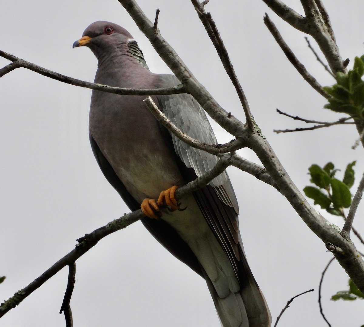Band-tailed Pigeon - ML620189579