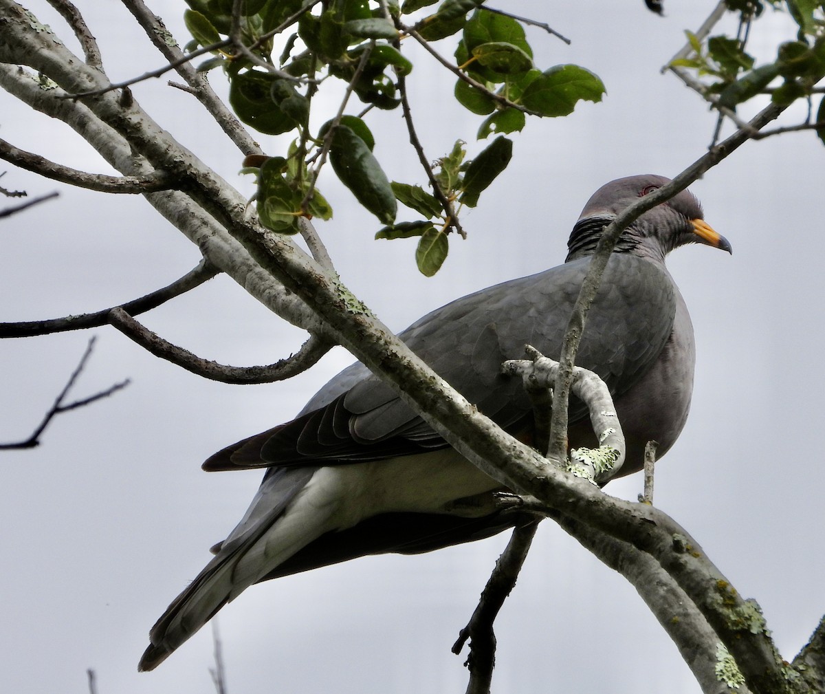 Band-tailed Pigeon - ML620189580