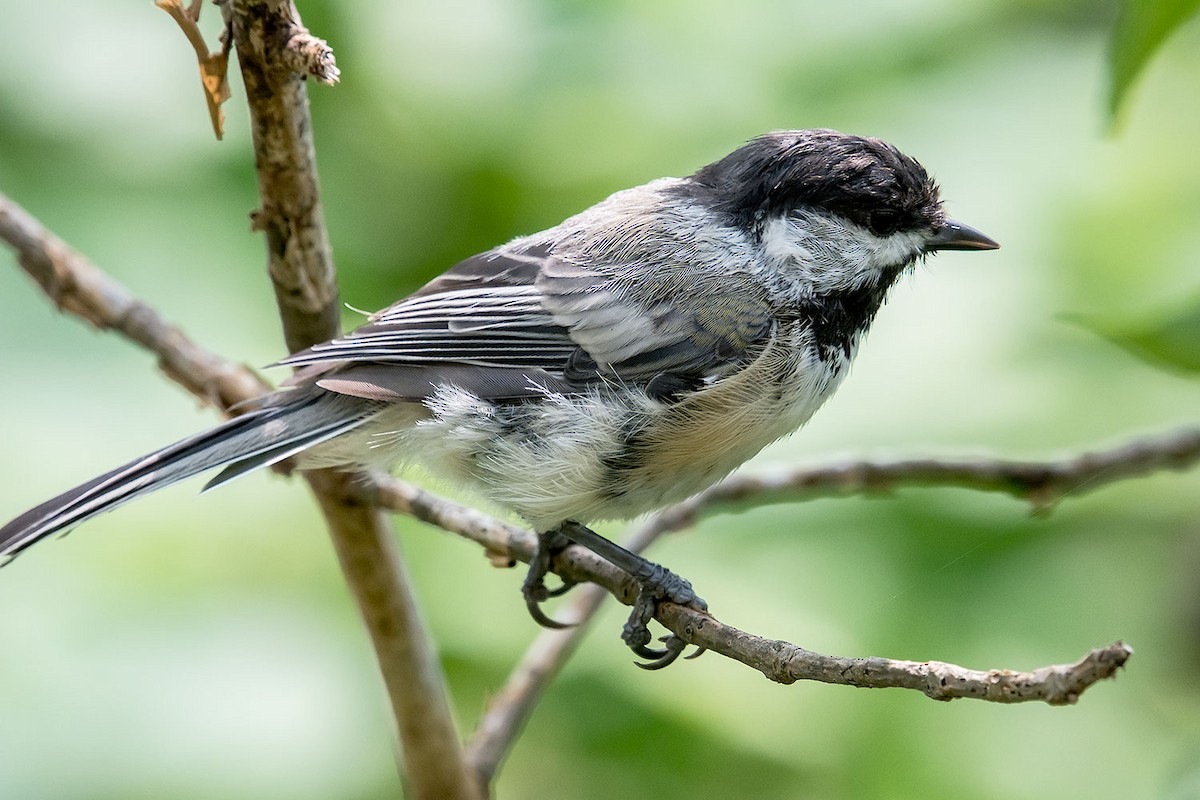 Black-capped Chickadee - ML620189587