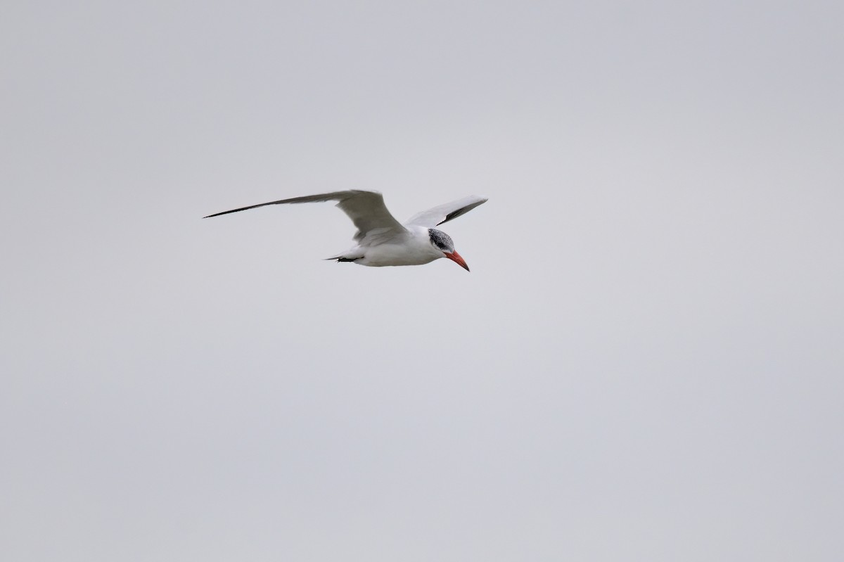 Caspian Tern - ML620189588