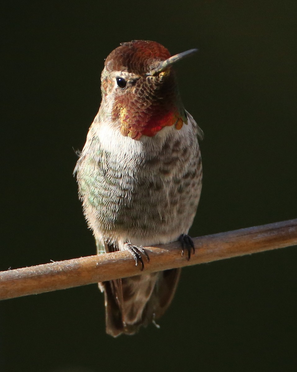hummingbird sp. - ML620189590