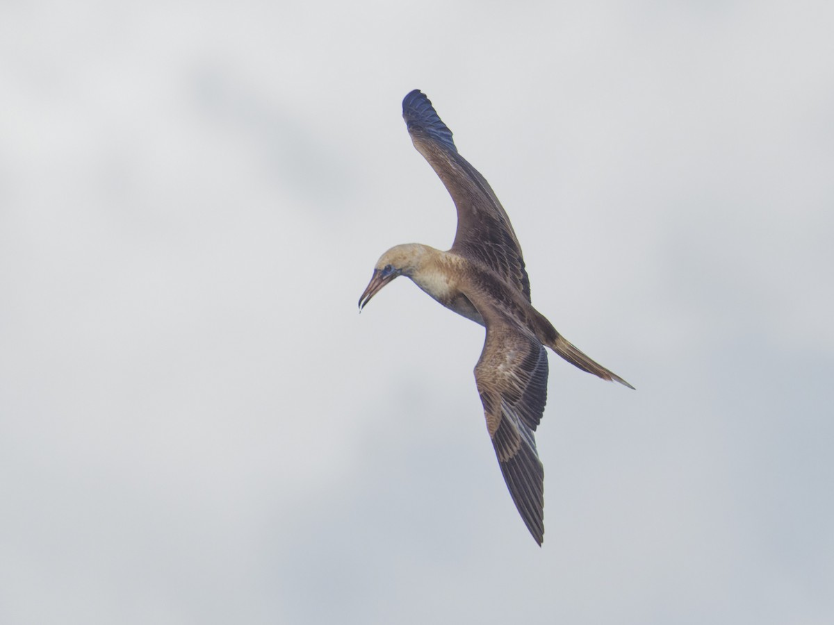Red-footed Booby - ML620189605