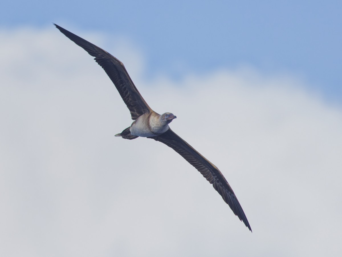 Red-footed Booby - ML620189606